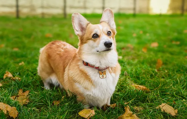 Puppy, necklace, pendant