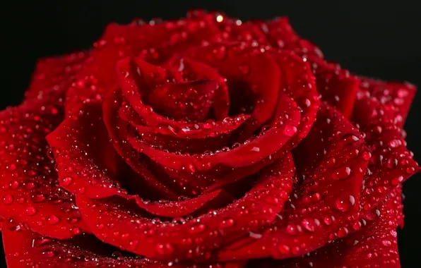 Цветок, капли, красный, роза, лепестки, red, rose
