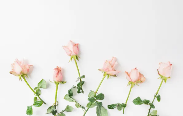 Цветы, розы, Pink, бутоны, roses