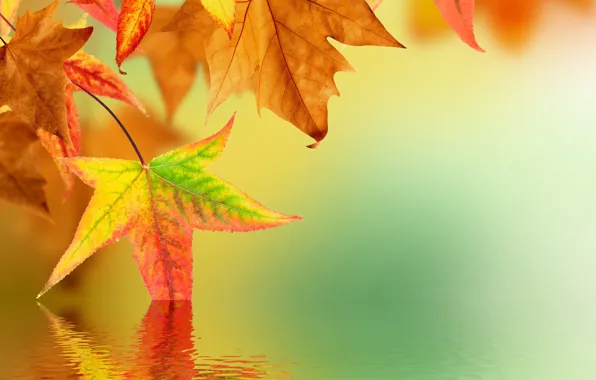 Картинка осень, листья, вода, отражение, блюр
