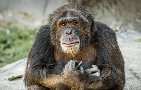 Взгляд, обезьяна, Chimpanzee