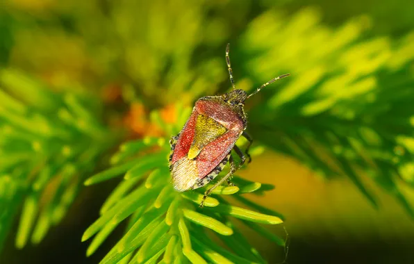 Green, insect, twig