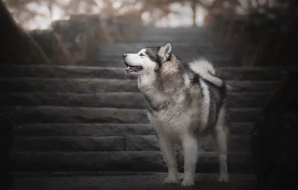 Картинка собака, лестница, Хаски