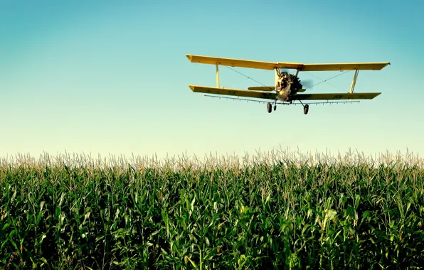 Картинка кукуруза, самолёт, кукурузник