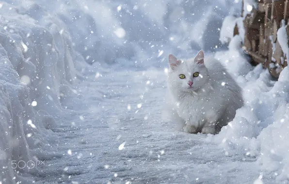 Зима, кошка, снег, белая
