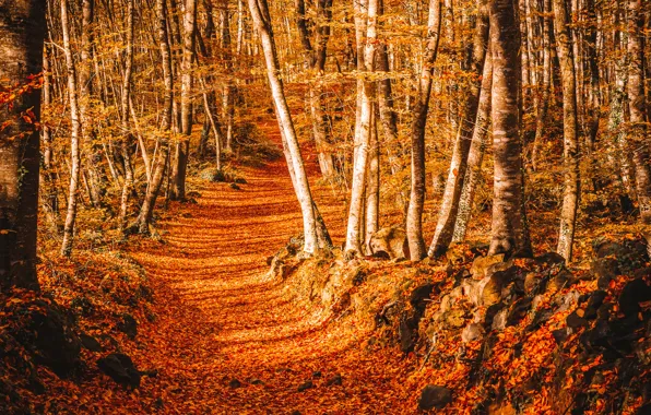 Картинка дорога, осень, листья, деревья, парк, тропа, road, nature