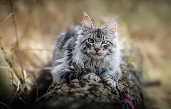 Кошка, кот, взгляд, поза, мордашка