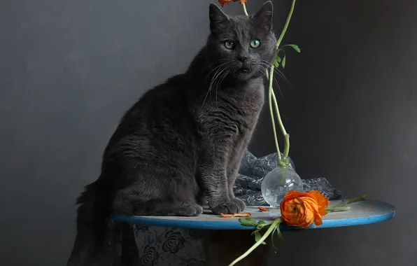 Кошка, цветок, кот, взгляд, оранжевый, поза, стебли, ткань