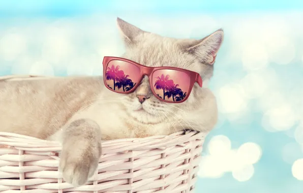 Кошка, кот, пальмы, отдых, корзинка, темные очки