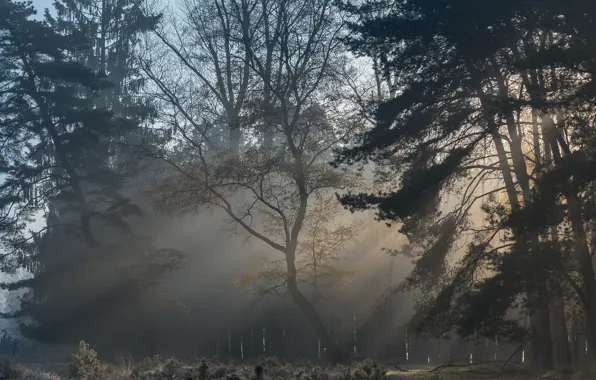 Картинка лес, лучи, туман, сосна