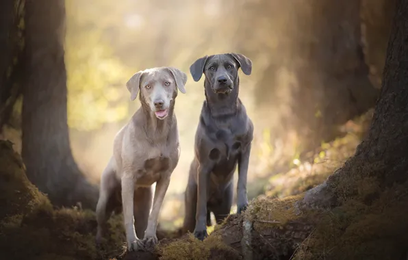 Боке, две собаки, Silver Labradors