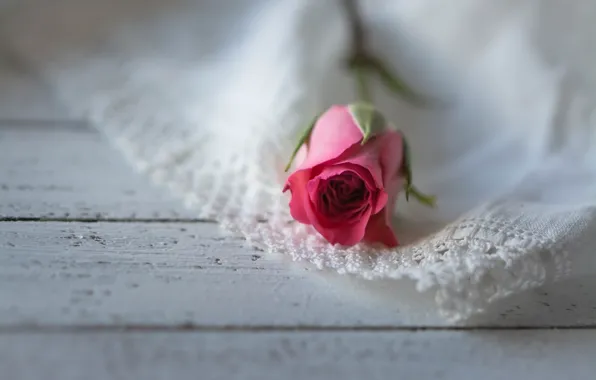 Цветы, фон, розы