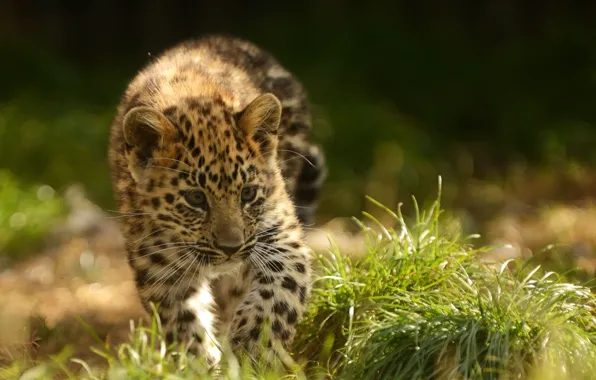 Картинка кошка, котенок, леопард, детеныш, амурский леопард