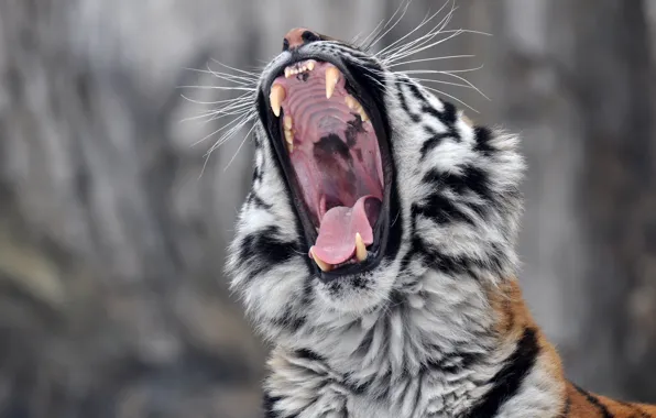 Картинка язык, морда, хищник, пасть, клыки, дикая кошка, зевает, амурский тигр