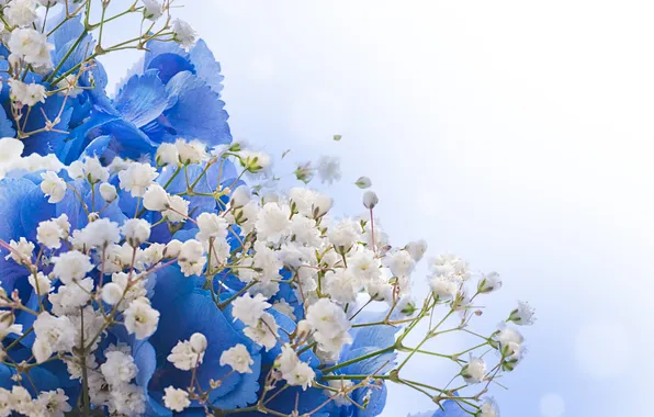 Цветы, white, цветение, blue, blossom, flowers