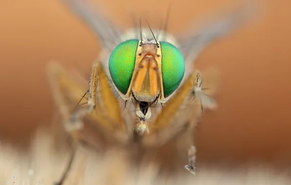 Глаза, муха, голова, насекомое