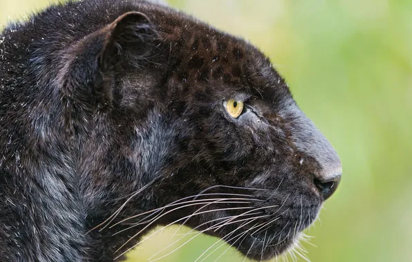 Кошка, пантера, леопард, профиль, ©Tambako The Jaguar