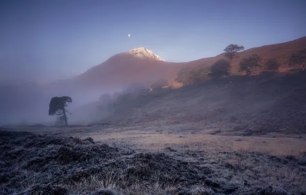 Поле, деревья, пейзаж