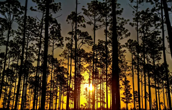 Лес, деревья, закат, Sunrise, Florida