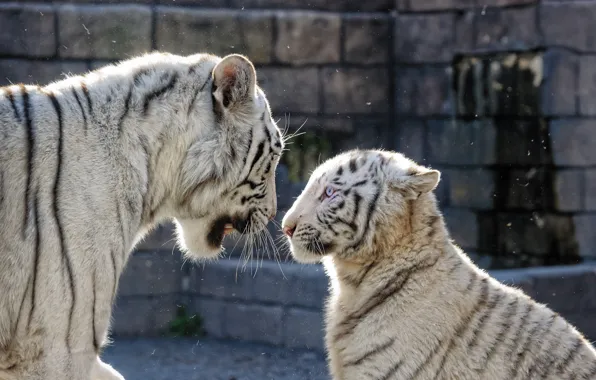 Кошка, семья, пара, профиль, голубые глаза, белый тигр, тигрица, тигрёнок