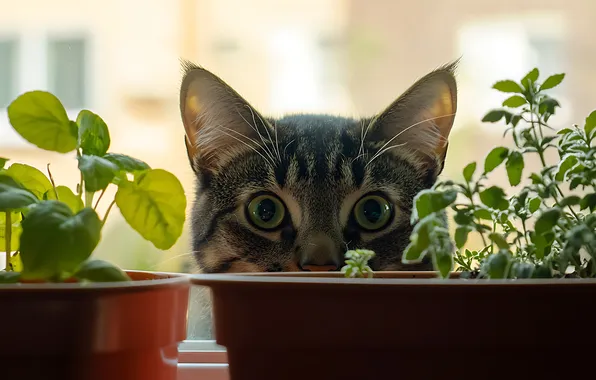 Кошка, кот, взгляд, свет, поза, серый, растения, окно