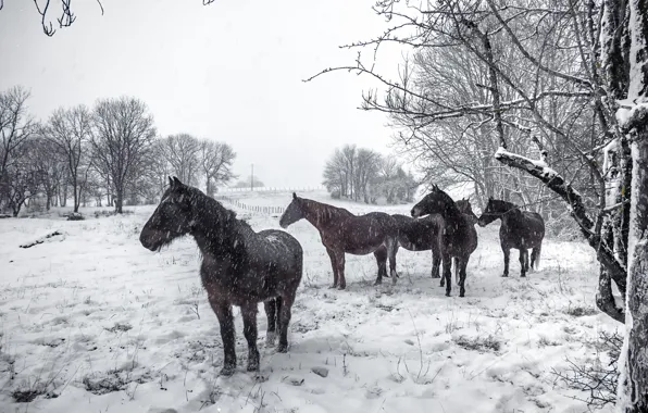 Картинка зима, снег, кони