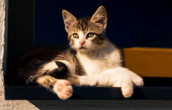 Кошка, кот, взгляд, поза, мордашка