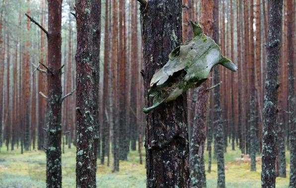 Лес, дождь, череп, сосны