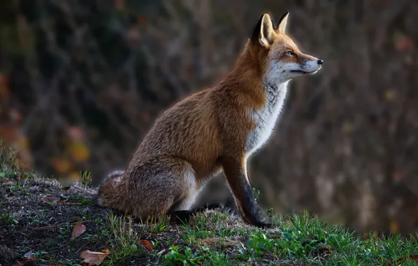 Лиса, fox, боке