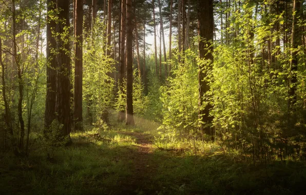 Зелень, лес, трава, свет, деревья, ветки, природа, заросли