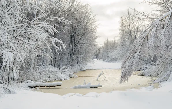 Природа, Зима, Деревья, Снег