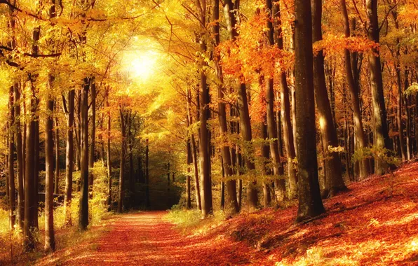 Осень, лес, листья, деревья, парк, тропа, colorful, forest