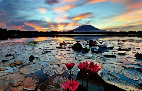Озеро, остров, утро, водяные лилии, кувшинки, Филиппины, Лусон, Sampaloc