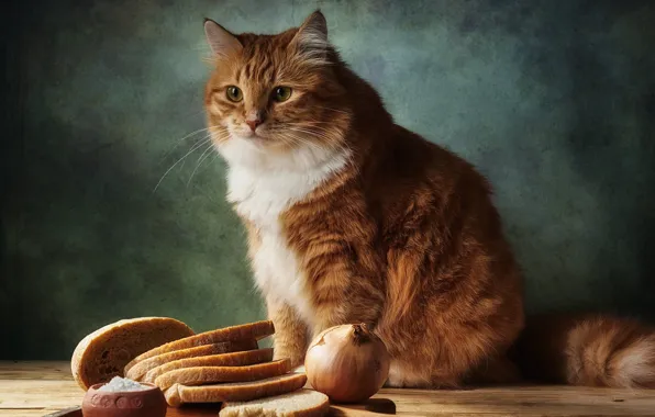 Картинка кошка, кот, взгляд, морда, поза, темный фон, еда, лук