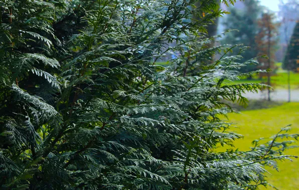 Green, plant, thuja