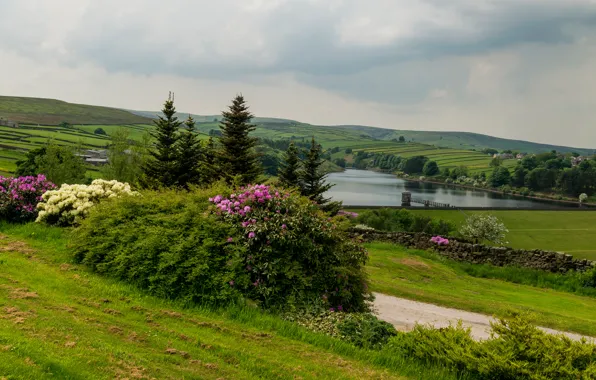 Дорога, поле, трава, деревья, цветы, река, панорама, кусты