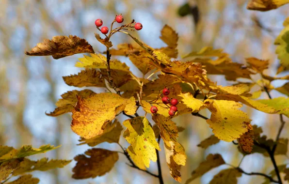 Autumn, leaf, twig