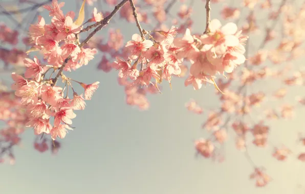 Картинка небо, ветки, весна, сакура, цветение, vintage, pink, blossom