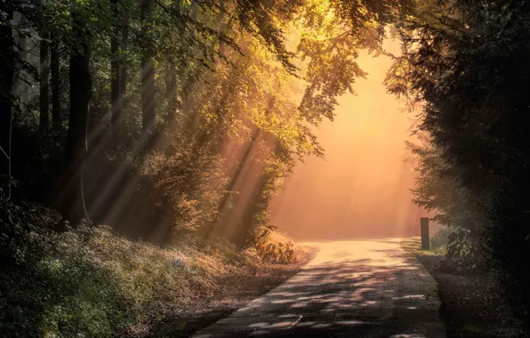 Картинка дорога, лес, лучи, Англия, утро, England, Wendover Woods, Chiltern Hills