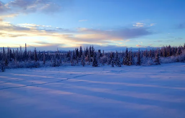Зима, снег, деревья, Аляска