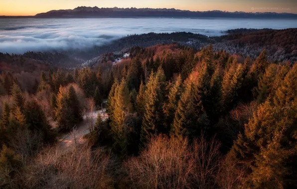Картинка зима, пейзаж, горы, природа, туман, Польша, леса