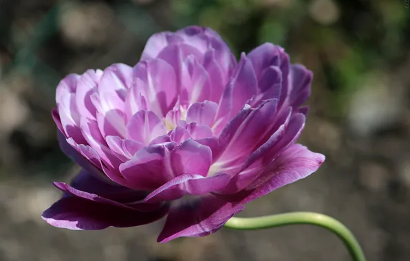 Фиолетовый, цветы, весна, Тюльпаны, цветение