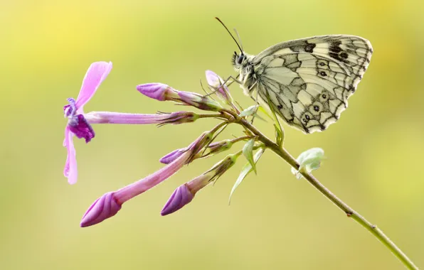 Бабочка, цветки, butterfly