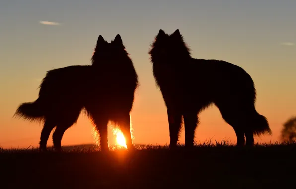 Картинка nature, predator, animal, wolf, wildlife, portrait, back light, portrait.