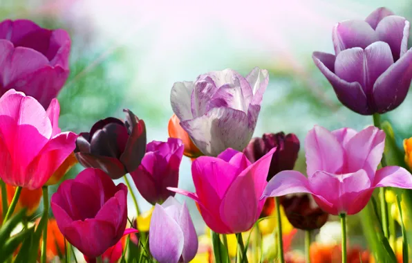 Картинка цветок, цвета, цветы, природа, тюльпан, весна, лепестки, тюльпаны
