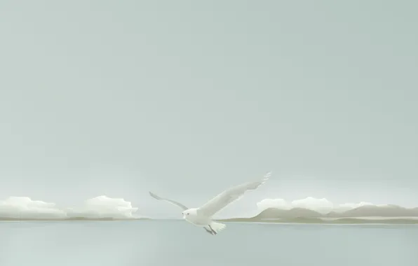 Картинка минимализм, чайка, Вектор