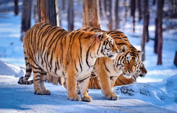 Зима, лес, снег, деревья, тигр, пара, тени, тигры