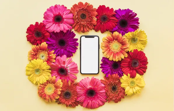 Цветы, весна, рамка, colorful, хризантемы, flowers, смартфон, spring