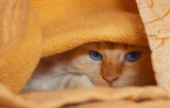 Кошка, кот, взгляд, оранжевый, поза, уют, покрывало, рыжий
