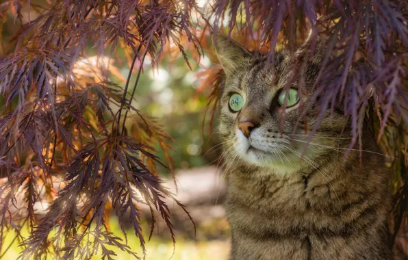 Кошка, кот, взгляд, морда, листья, ветки, поза, серый